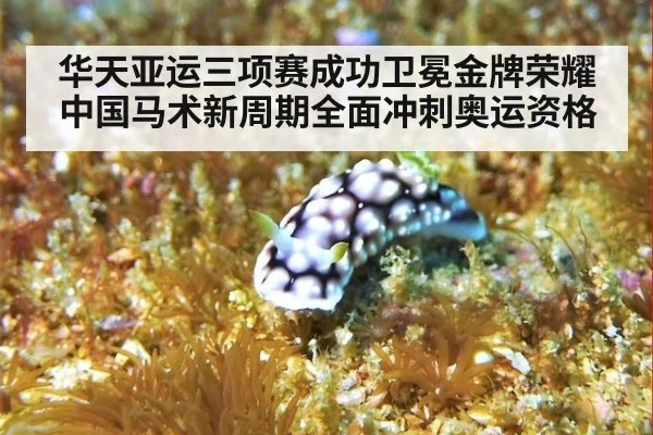 华天亚运三项赛成功卫冕金牌荣耀中国马术新周期全面冲刺奥运资格